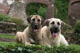 KANGAL 174
